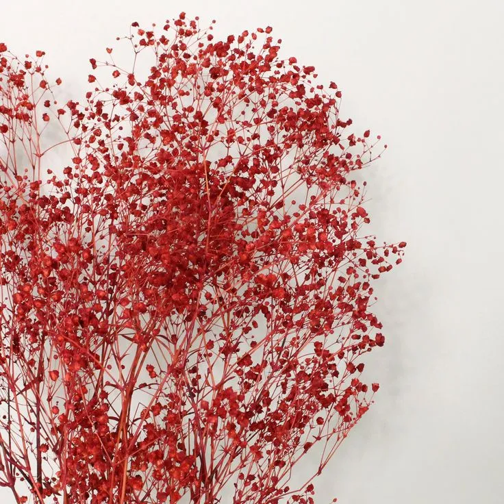 ورد جبسوفيل