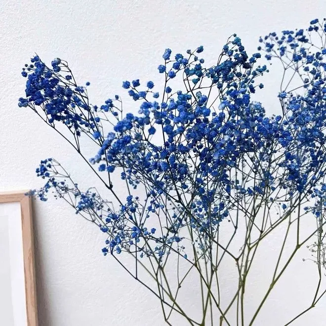 ورد جبسوفيل