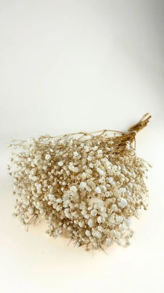 ورد جبسوفيل